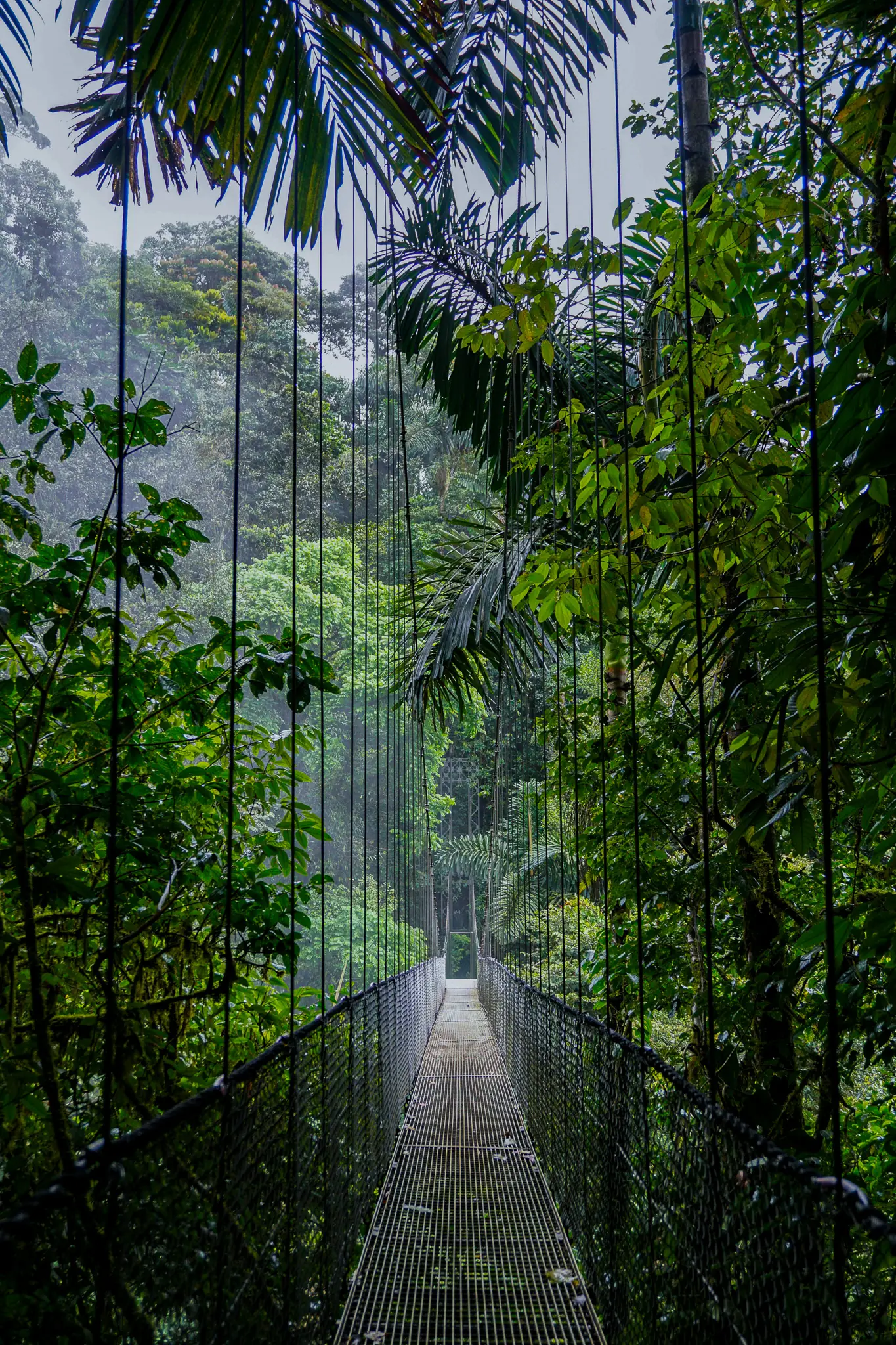 Puente colgante cruzando el dosel de la selva