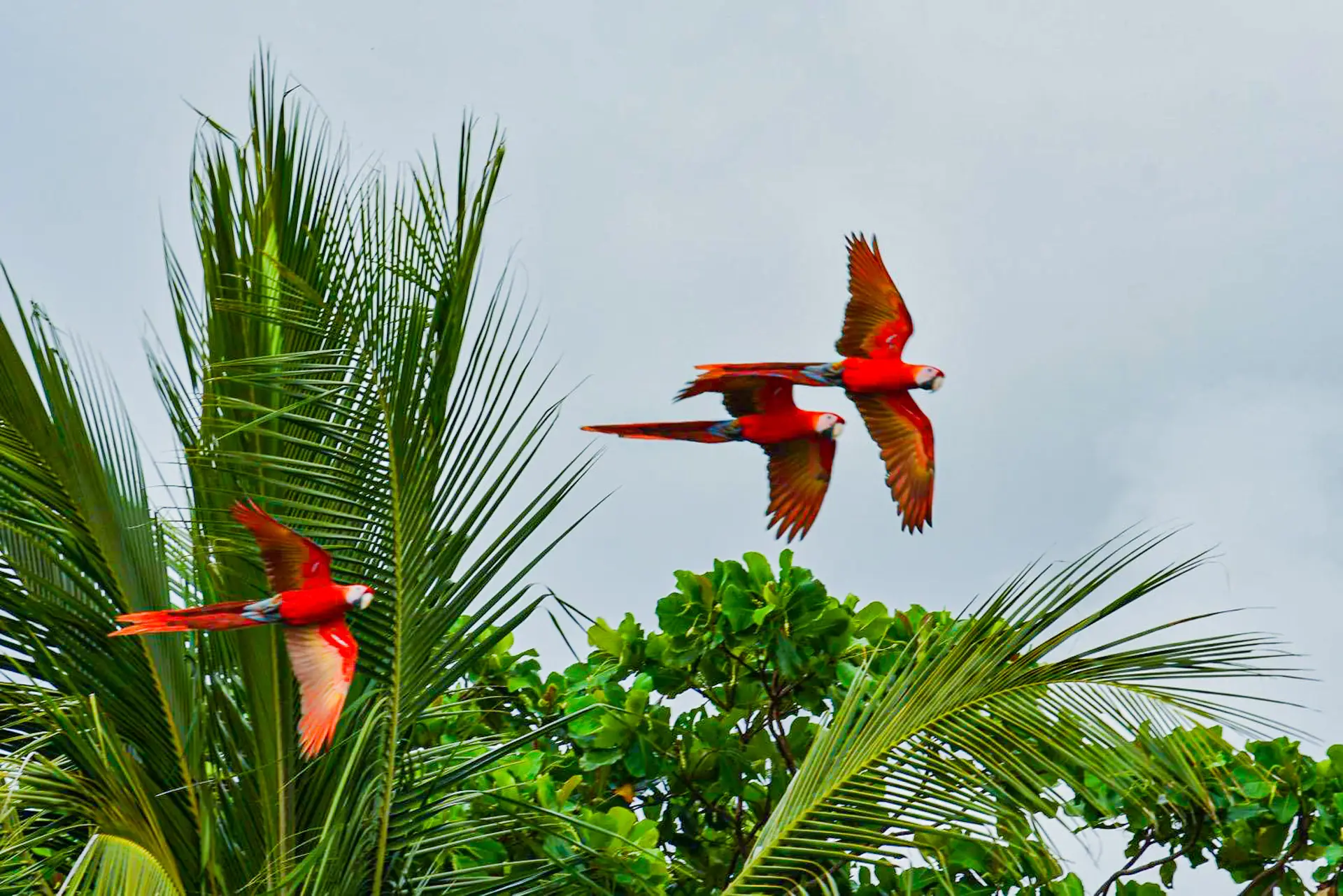 Dos lapas rojas volando sobre las palmeras